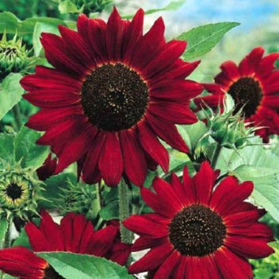 CRGO SUNFLOWER , SURAJMUKHI Seed(20 per packet)