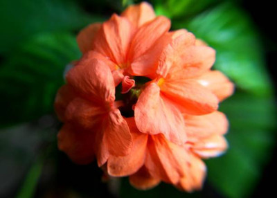 AARADYAPRIYAL kanakambaram-firecracker-crossandra Seed(37 per packet)