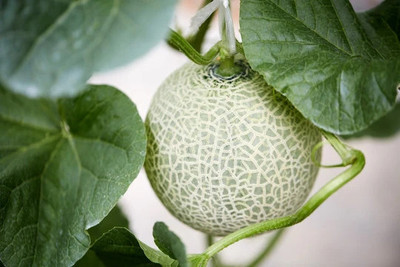 Cloud Farm watermelon seeds Pack Of 10 Seed(10 per packet)