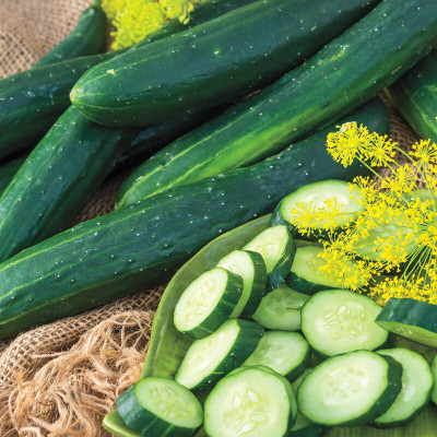 WHYGI Tasty Green Hybrid Slicing Cucumber Seed-CuC_1475 Seed(300 per packet)