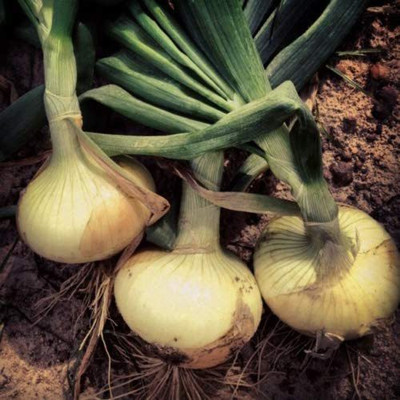 CYBEXIS XLL-86 - Vidalia Sweet Onion - (4500 Seeds) Seed(4500 per packet)