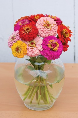 VibeX GUA-83 - Imported Oklahoma Zinnia - (30 Seeds) Seed(30 per packet)