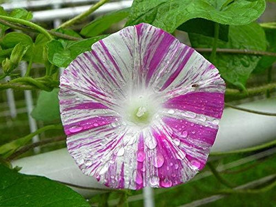 Qualtivate NDIR-197 Morning Glory Arlekin Mix Annual Climbing Flowers for Planting Non GMO Seed(50 per packet)