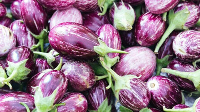 BDSresolve bengan seeds hybrid pack of 39 Seed(39 per packet)