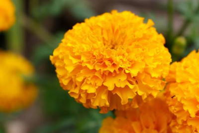 Treepoint marigold/gende ka phool flower seeds Seed(75 per packet)