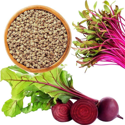 BJUBAS Beetroot seeds for sprouts Pack of 57 Seed(57 per packet)