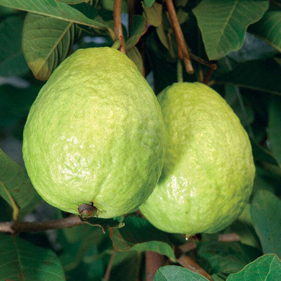 XOLDA Guava Fruit Seed(25 per packet)