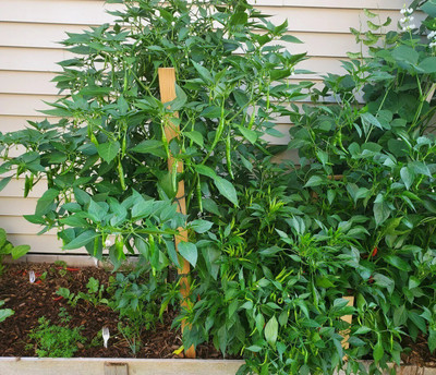Farmonix Green HOT Pepper Chilli Seed(300 per packet)