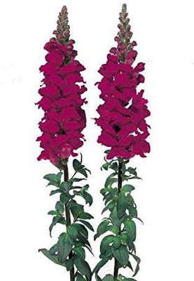 CYBEXIS Flower - Antirrhinum - Admiral Crimson F1 Seed(1 g)