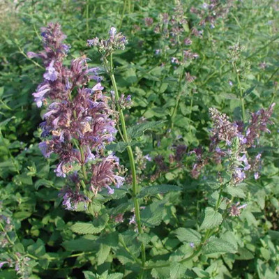 CYBEXIS GBPUT-10 - Greek Catnip(Corchorus olitorius) - (4500 Seeds) Seed(4500 per packet)