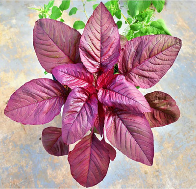 Aywal Red(Amaranthus) Lal Saag Cheera Hybrid Spinach Seed(1000 per packet)