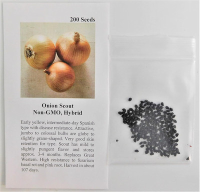 Qualtivate HYB-7A Onion Intermediate-Day Scout (Yellow) Seed(500 per packet)