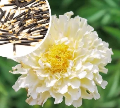 Qualtivate XLR-746 Marigold Vanilla White Seeds Seed(500 per packet)