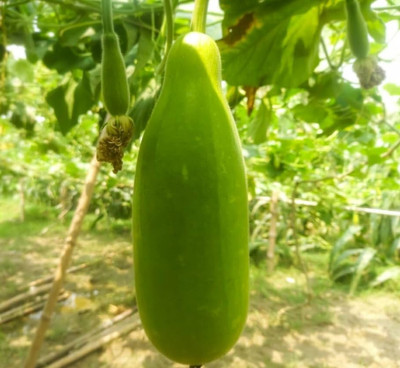BSARKAR Long louki/bottle gourd seed Seed(20 per packet)