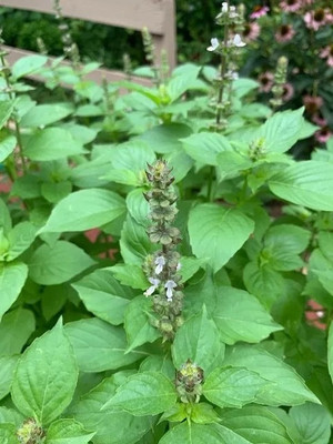 Qualtivate PUAS-35 Basil- Mrs Burns Lemon seeds Seed(1000 per packet)