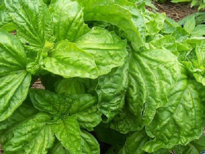 VibeX ® VLR-9 Lettuce Leaf Basil Seeds Seed(1000 per packet)