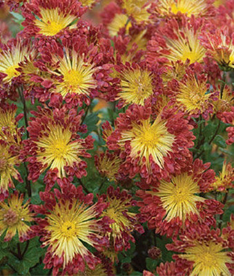 CYBEXIS Chrysanthemum, Matchsticks-50 Seeds Seed(50 per packet)