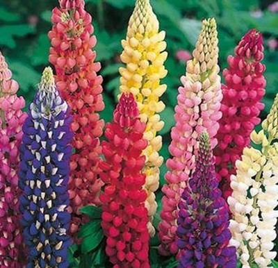 Lorvox Lupin Mix Dwarf Flower Seed(18 per packet)