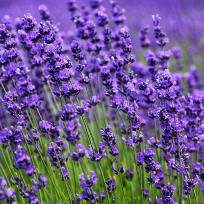 Quentova Herb Seeds For Planting - Rare Lavender-AJ-9U Seed(50 per packet)