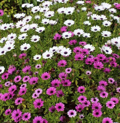 Aywal Osteospermum F1 Hybrid Flower Seed(130 per packet)