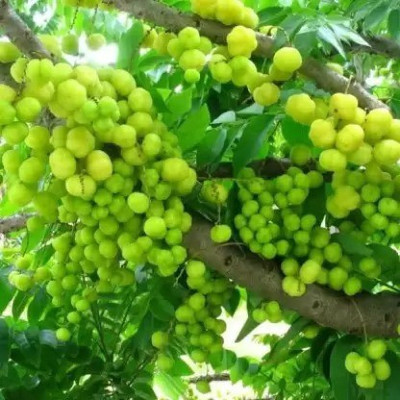 MAA Gooseberry, Amla Seed(13 per packet)