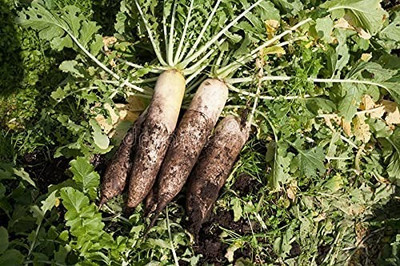 Aro Radish Red, Muli Seed(143 per packet)