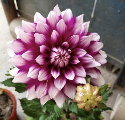 CYBEXIS VVI-4 - Dahlia Dinnerplate - Dinner Plate Flower - Garden - (540 Seeds) Seed(540 per packet)