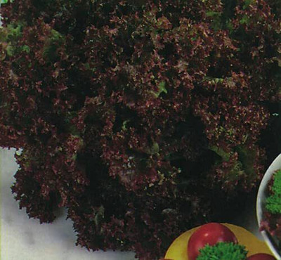 CYBEXIS Seeds of Lettuce Lollo Rossa Salad Crop Red Coloured Leaves1000 Seeds Seed(1000 per packet)