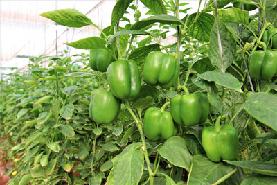 DEYS AGRO ™ shimla mirch seeds,vegetable plant Seed(48 per packet)