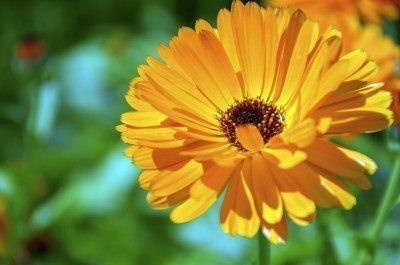 Mozette Calendula Flower Seed(32 per packet)