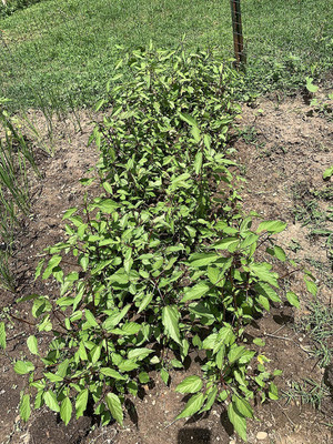 VibeX ® XXL-352 Red Jute Seeds Egyptian Spinach Seed(500 per packet)
