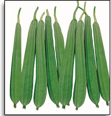 BJUBAS Vegetable ridge guard seeds Pack of 9 Seed(9 per packet)