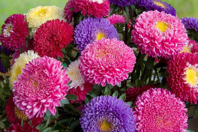 LIFELEX Aster Double Mix Flower Seed(20 per packet)