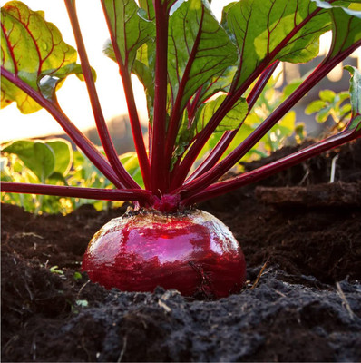 Aywal BEETROOT/TABLE BEET/GARDEN BEET/RED BEET/DINNER BEET Seed(2000 per packet)