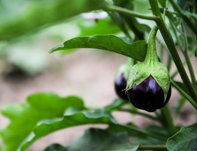 LPR BRINJAL SEEDS Seed(20 per packet)