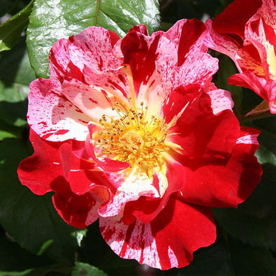 CYBEXIS GUA-83 - Multi Colored Climbing Rose - (300 Seeds) Seed(300 per packet)