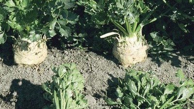 CYBEXIS VXI-19 - Celeriac (Verona White) - (2250 Seeds) Seed(2250 per packet)