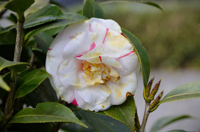 XOLDAA balsam frower Seed(15 per packet)