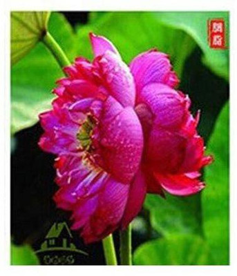VibeX VXI-70 - Lotus for Planting Water Lily - (90 Seeds) Seed(90 per packet)