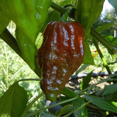 Qualtivate GBPT-7A Chilli Bhut Jolokia (Chocolate) Seed(300 per packet)