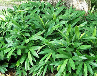 CYBEXIS XLL-18 - Cardamom Hybrid Elaichi Tree - (60 Seeds) Seed(60 per packet)