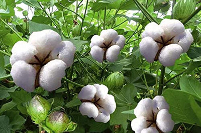 the green dotcom Cotton seeds/kapas cotton seeds for planting pack of 20 Seed(20 per packet)