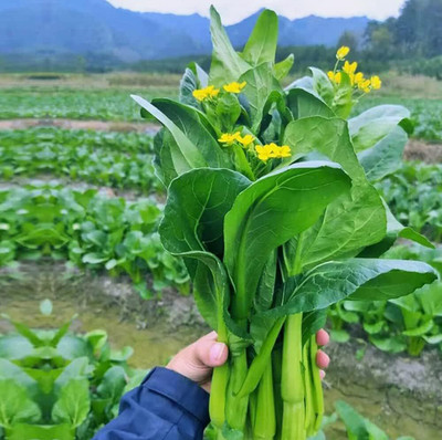 WILLVINE GOI -V Yu Choy Sum Seeds Chinese Broccoli [25g] Seed(7500 per packet)