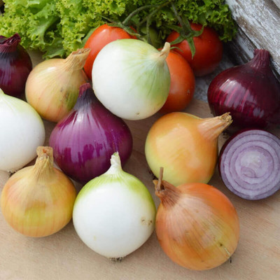 WILLVINE Sweet Onion Seeds Red & Brown Mixed -[5000 Seeds] Seed(5000 per packet)