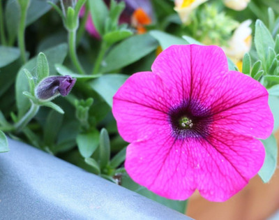 WHADE Pink Petunia Flower Seed(70 per packet)