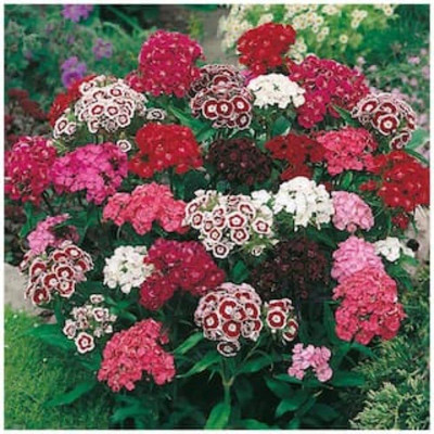 Lorvox Sweet william flower Seed(140 per packet)