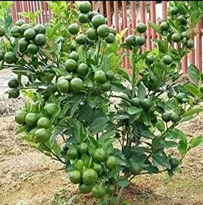 Aywal Fresh Lemon Imported Seed(5 per packet)