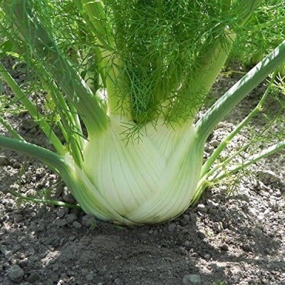 Qualtivate XL-81 Florence Fennel (Finnochio) Seed(500 per packet)