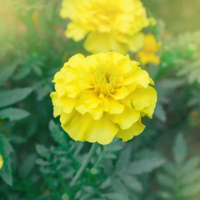 Seedsqlty marigold seeds f1, high germination (100 seeds) Seed(100 per packet)