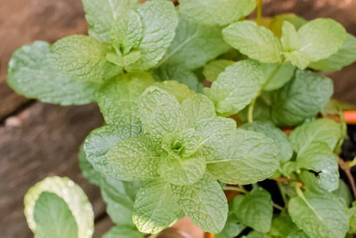 Quentova Peppermint-RJ-9V Seed(200 per packet)